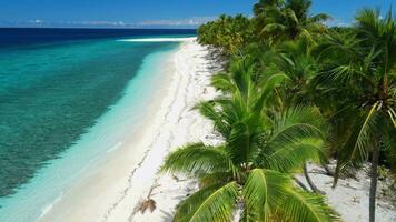 Maldives islands ocean tropical beach with palms. Aerial drone view video